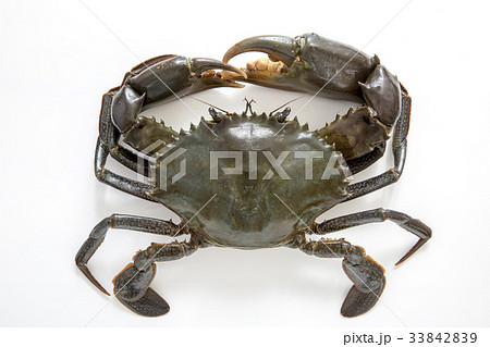 ノコギリガザミ ノコギリガザミ 33842839