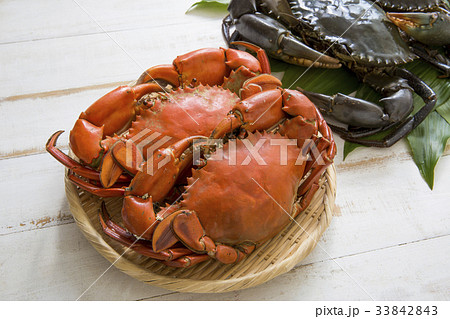 ノコギリガザミ 33842843