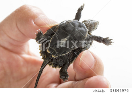 カメのヘソ カメのヘソ 33842976