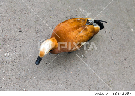 Ruddy shelduck standing outdoor Ruddy shelduck standing outdoor 33842997