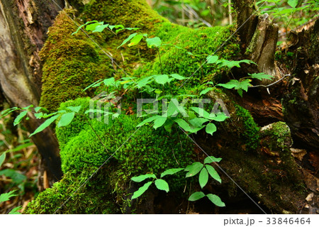 朽木に生える苔と若木の写真素材 [33846464] - PIXTA 