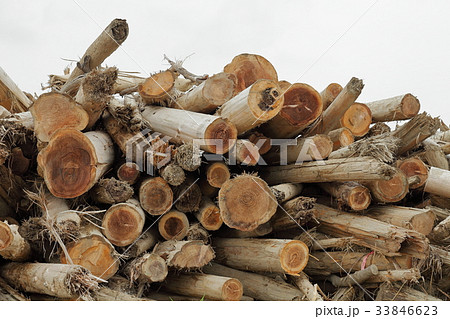 九州北部豪雨で発生した流木の集積地４ 33846623