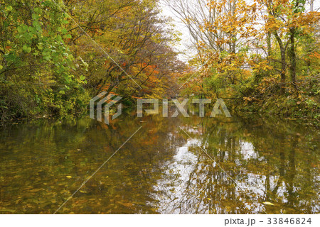 木 植物 屋外 33846824