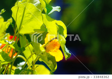 black aphids on blossom. orange nasturtium flower. 33848362