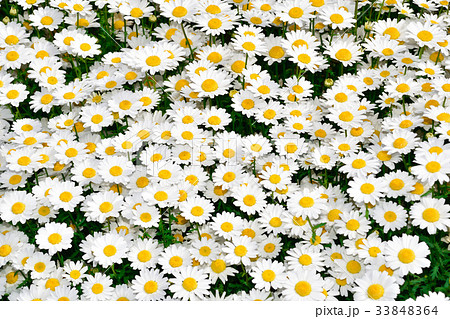 スノーランドの花畑の写真素材