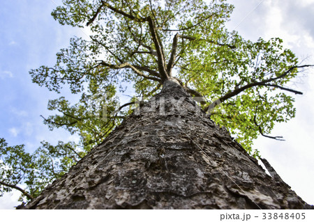 A big tree 33848405