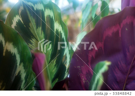 Close up of foliage of the Maranta leuconeura 33848842