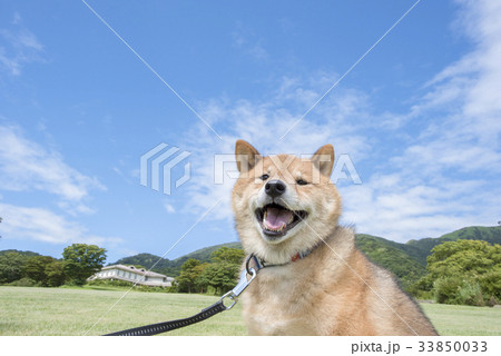 青空と柴犬 33850033