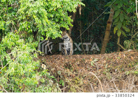 Jaguar from Pantanal, Brazil 33850324