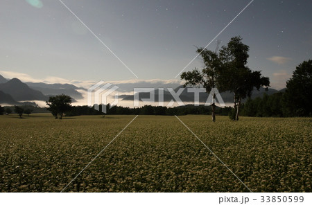 そば畑 33850599