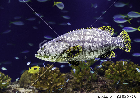 タマカイの写真素材 [33850756] - PIXTA