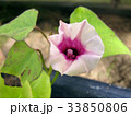 サツマイモの花 33850806