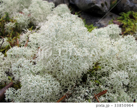 ハナゴケ ハナゴケ 33850964