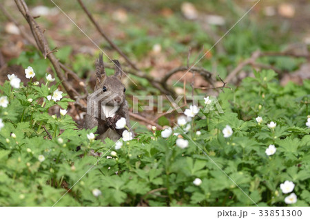 ニリンソウとエゾリス ニリンソウとエゾリス 33851300