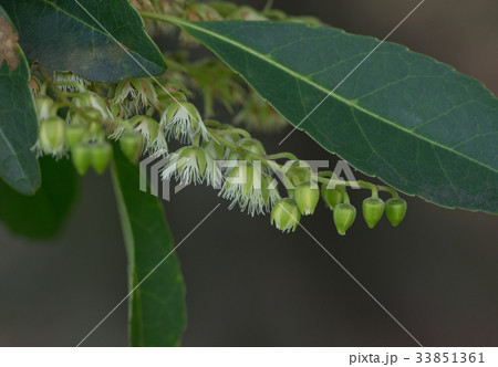 ホルトノキの花 33851361