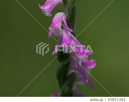 ネジバナ(アップ) ネジバナ(アップ) 33851362