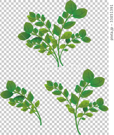 西洋菜 西洋菜 33851391