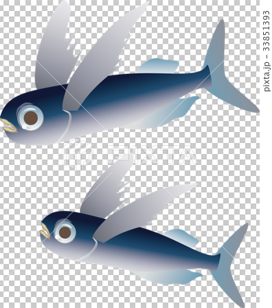 Flying fish 33851393