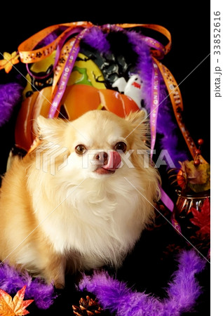 Halloweenチワワ 33852616