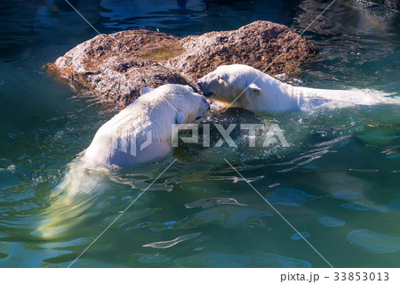 Polar bear or Ursus maritimus Polar bear or Ursus maritimus 33853013