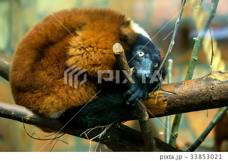 Scared Red Ruffed Lemur or Varecia rubra in zoo Scared Red Ruffed Lemur or Varecia rubra in zoo 33853021