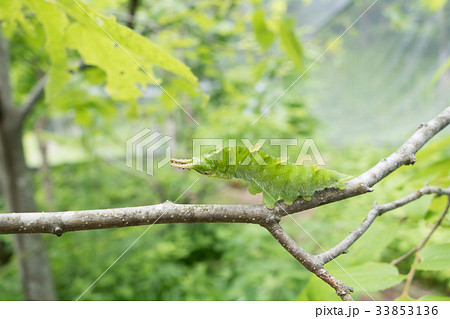 オオムラサキの幼虫 オオムラサキの幼虫 33853136