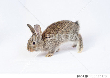 One gray rabbit on white background. One gray rabbit on white background. 33853420