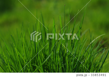 fresh summer grass 33853491