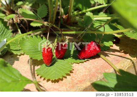 ワイルドストロベリー ワイルドストロベリー 33853513