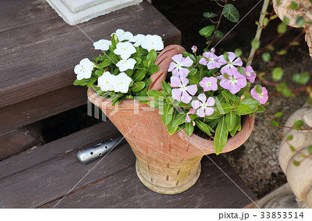 ニチニチソウの鉢植え 33853514