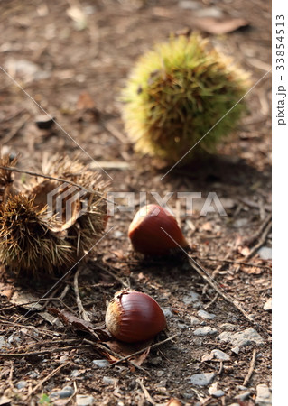 くり くり 33854513