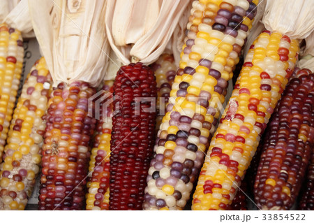 とうもろこし 33854522