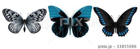 Set of colorful realistic butterflies Set of colorful realistic butterflies 33855066