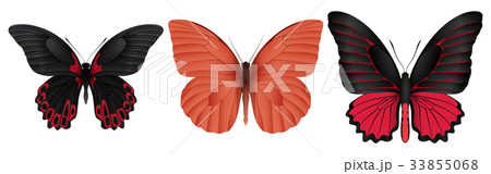 Set of colorful realistic butterflies 33855068