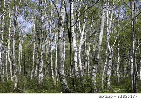 八千穂高原白樺の群生地 八千穂高原白樺の群生地 33855177