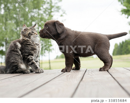 cat and dog puppy meeting - friendship 33855684