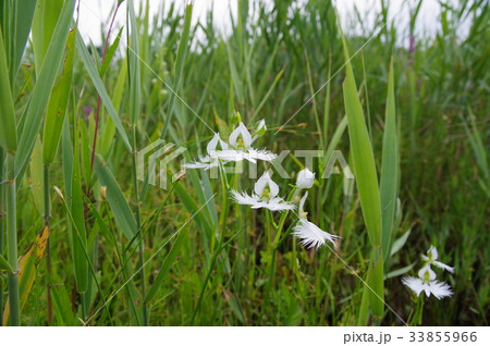 サギ草 33855966