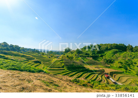 千早赤阪村の棚田 33856141