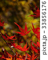 ●高尾山のヤマモミジ ●高尾山のヤマモミジ 33856176