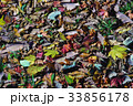 ●榛名山の落ち葉 ●榛名山の落ち葉 33856178