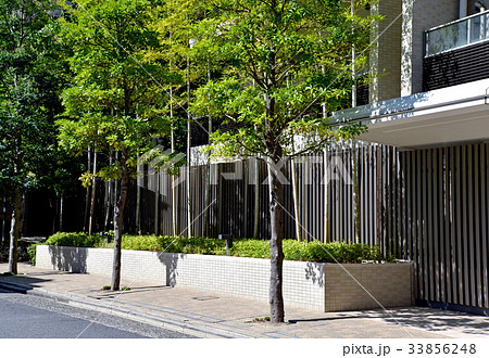 マンションの植込み マンションの植込み 33856248