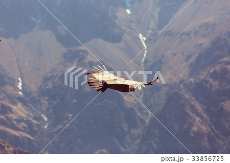 Condor 33856725