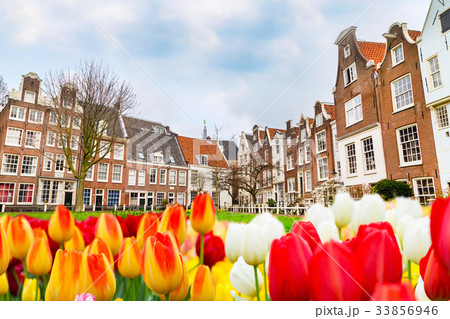 Begijnhof historic houses in Amsterdam Begijnhof historic houses in Amsterdam 33856946