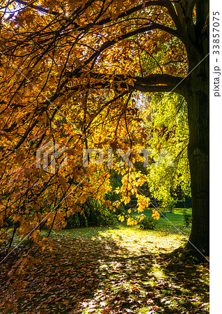 Beautiful colorful autumn. 33857075