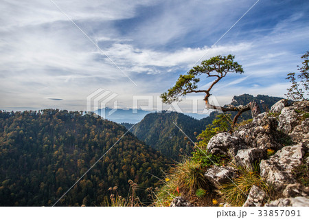 Sokolica - 500 year old pine dwarf. 33857091