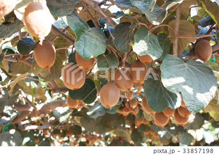 キウイフルーツ園: Kiwifruit orchard 33857198
