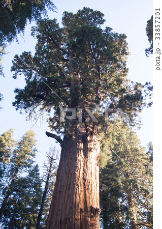 セコイアデンドロン: Giant Sequoia セコイアデンドロン: Giant Sequoia 33857201