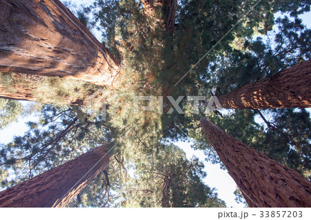 セコイアデンドロン: Giant Sequoia  33857203