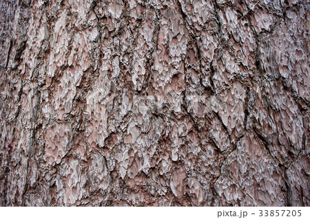 セコイアデンドロンの樹皮 Bark Of Giant Sequoia の写真素材