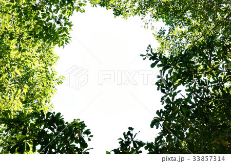Leafs frame with copy space in the middle Leafs frame with copy space in the middle 33857314